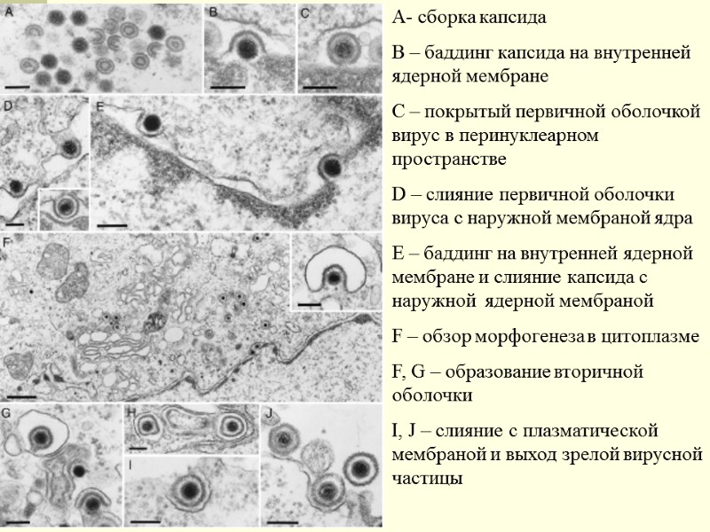 A- сборка капсида B – баддинг капсида на внутренней ядерной мембране С – покрытый